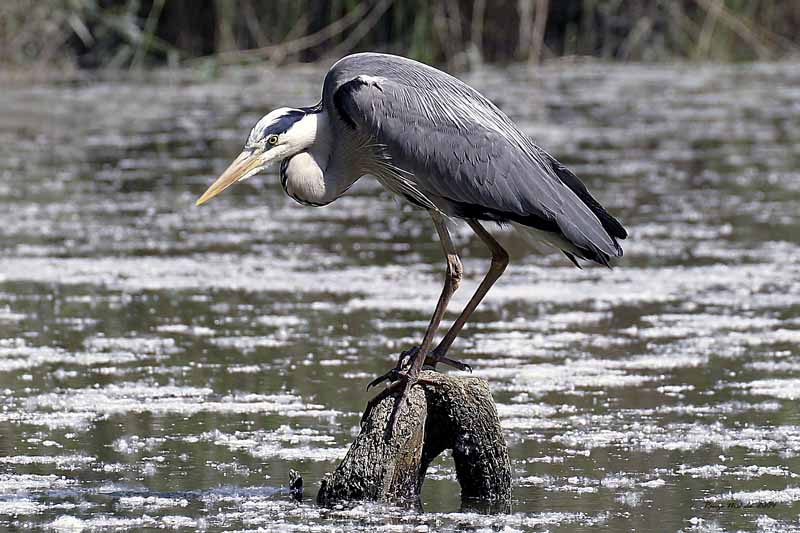 Renzo-Airone cenerino Ardea cinerea